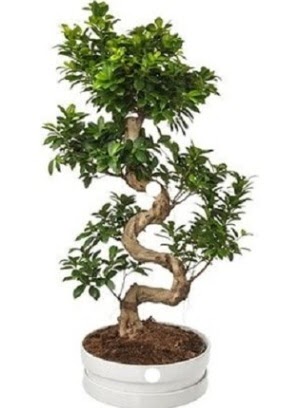 90 cm ile 100 cm civar� S peyzaj bonsai  Ankara Sanatoryum �i�ek ma�azas� 