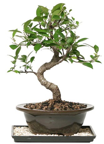 Alt�n kalite Ficus S bonsai  Ankara �i�ekli Mahallesi Oran 14 �ubat sevgililer g�n� S�per Kalite
