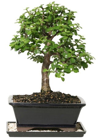 15 cm civar� Zerkova bonsai bitkisi  Ankara Ufuktepe Mahallesi yurti�i �i�ek sipari�i 