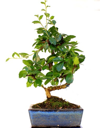 S g�vdeli carmina bonsai a�ac�  Ankara Emrah Mahallesi �i�ek g�nderme  Minyat�r a�a�