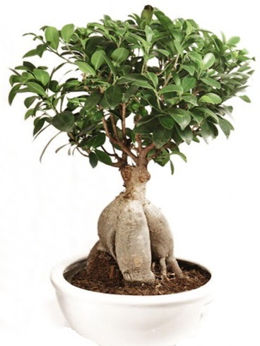Ginseng bonsai japon a�ac� ficus ginseng  Ankara A�a��e�lence Mahallesi cicekciler 