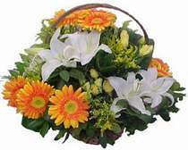  Ankara �i�ekli Mahallesi �i�ek�iler  sepet modeli Gerbera kazablanka sepet