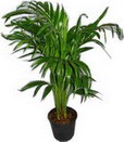  Ankara Bas�nevleri Mahallesi �i�ek sipari�i  Areca palm  