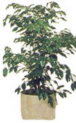  Ankara Ovac�k Mahallesi �i�ek sipari�i vermek  Ficus benjamin 