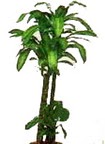  Ankara 19 May�s Mahallesi ucuz �i�ek g�nder  Dracaena massengena