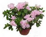  Ankara Bas�nevleri Mahallesi �i�ek sipari�i  Rhodendron latince A�elya 