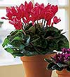  Ankara �ncirli Mahallesi �i�ek yolla  Cyclamen 